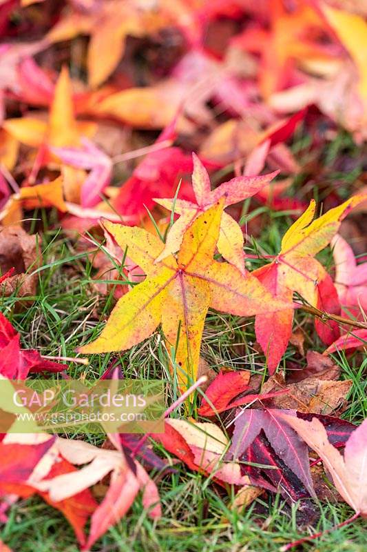 Fallen Liquidambar leaves in autumn