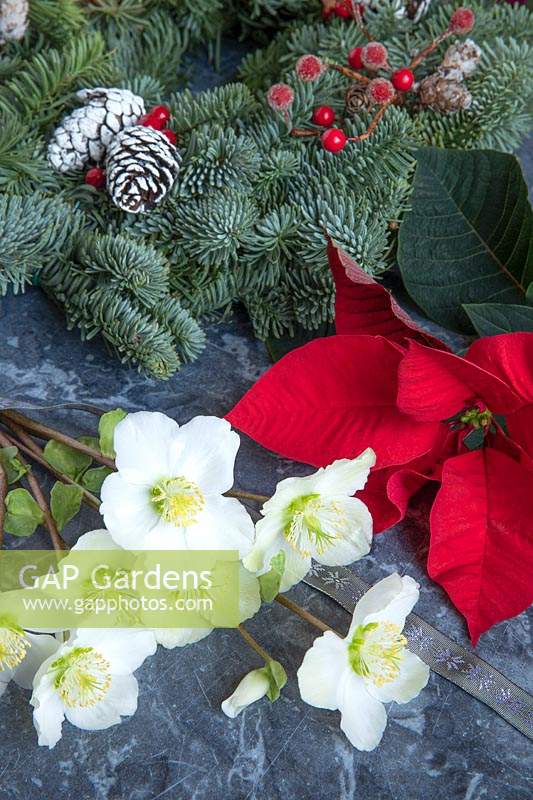 Natural Christmas decorations - Pine wreath with cones, Euphorbia pulcherrima - Poinsettia - and Helleborus niger 'Christmas Carol' - Hellebore flowers
