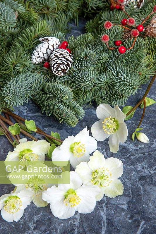 Natural Christmas decorations - Pine wreath with cones and Helleborus niger 'Christmas Carol' - Hellebore flowers