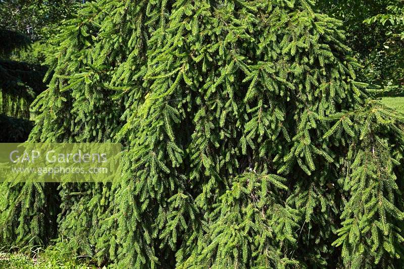 Picea abies 'Pendula' - Weeping Norway Spruce tree, Montreal Botanical Garden, Quebec, Canada.
