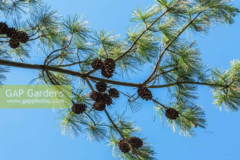 Pinus x schwerinii - Schwerin Pine tree branch with cones in early summer.