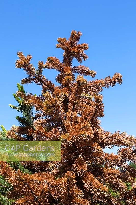 Conifer tree with Phtyophtora - Dieback disease on leaves.