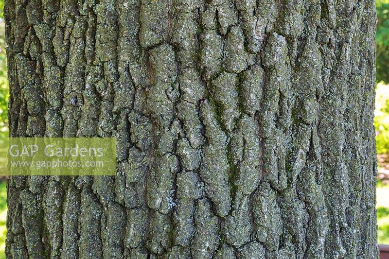 Quercus robur - English Oak tree bark detail.
