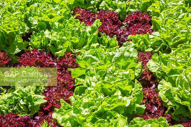 Green and red leaf Lactuca sativa - Lettuce being organically grown in garden plot.