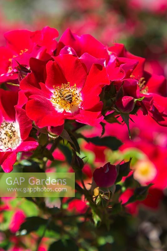 Rosa 'Carefree Spirit' - Shrub Roses with an Apis - honeybee foraging for nectar.
