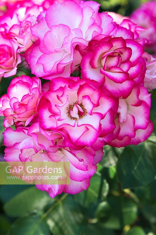 Rosa 'Tabris' - Floribunda Roses.