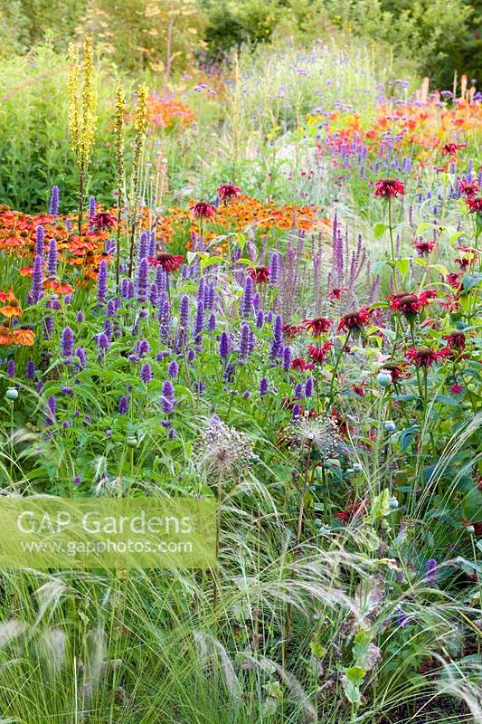 Herbaceous borders at Bluebell Cottage Gardens, Dutton, Cheshire. Planting includes Helenium 'Sahins Early Flowerer', Agastache 'Liquorice Blue', Salvia nemorosa 'Amethyst', Stipa 'Wind Whispers', and Monarda 'Jacob Kline'