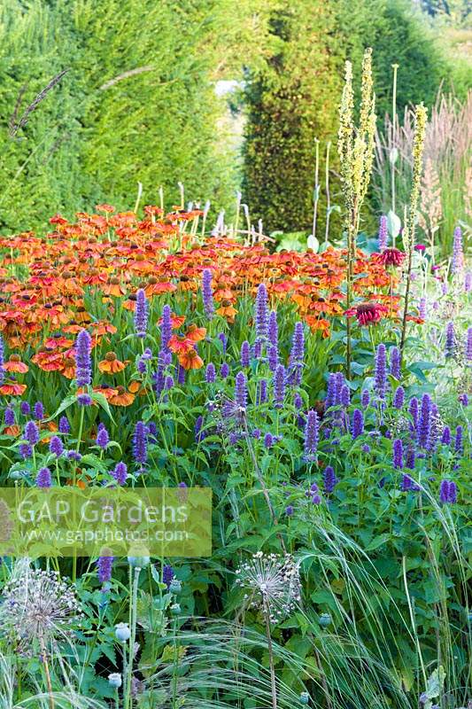 Herbaceous borders at Bluebell Cottage Gardens, Dutton, Cheshire. Planting includes Helenium 'Sahins Early Flowerer' and Agastache 'Liquorice Blue'.