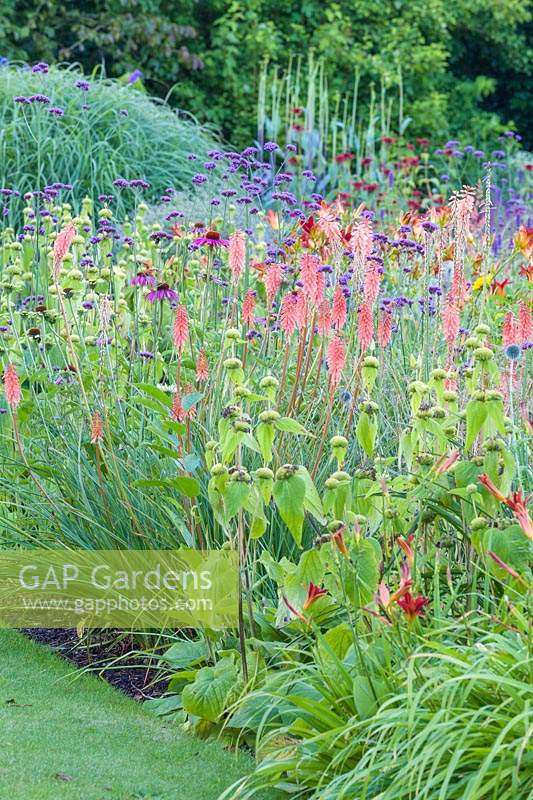 Herbaceous borders at Bluebell Cottage Gardens, Dutton, Cheshire. Planting includes Echinacea purpurea, Hemerocallis 'Stafford' Phlomis russeliana, Kniphofia 'Timothy' and Verbena bonariensis.