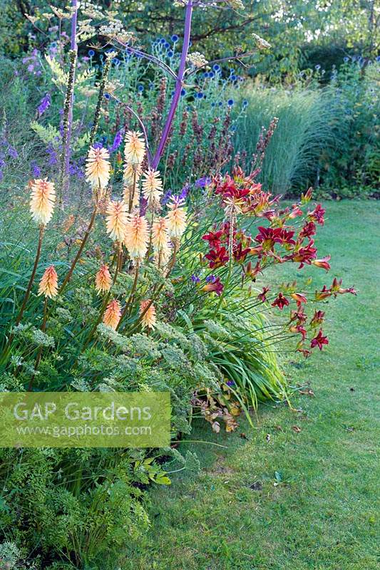 Herbaceous borders at Bluebell Cottage Gardens, Dutton, Cheshire. Planting includes Kniphofia 'Bees Sunset' and Hemerocallis 'Stafford'