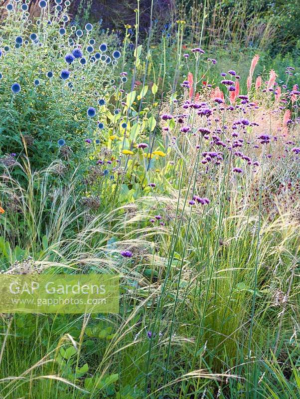 Herbaceous borders at Bluebell Cottage Gardens, Dutton, Cheshire. Planting includes Stipa tenuissima, Echinops ritro and Verbena bonariensis.