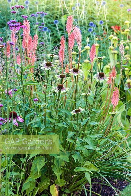 Herbaceous borders at Bluebell Cottage Gardens, Dutton, Cheshire. Pictured are Kniphofia 'Timothy' and Echinacea 'Green Envy'.