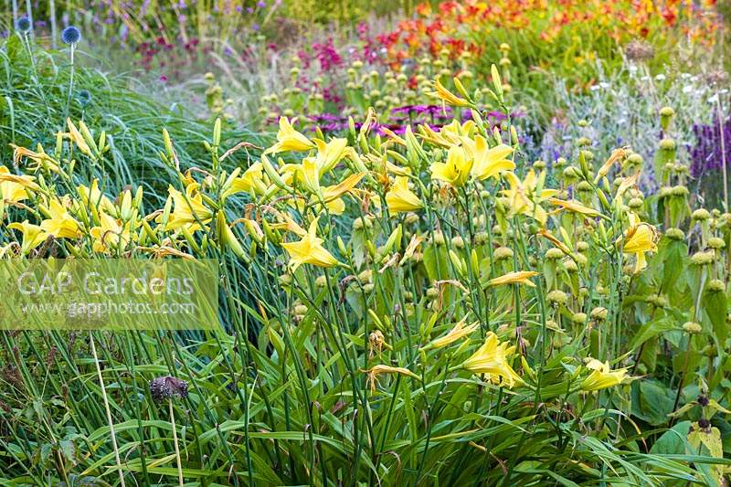Hemerocallis 'Marion Vaughan' in a herbaceous border at Bluebell Cottage Gardens, Dutton, Cheshire.