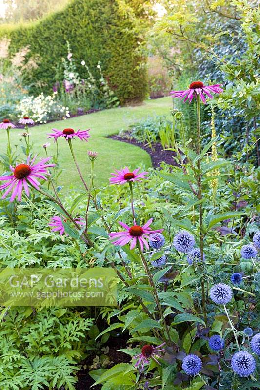 Herbaceous borders at Bluebell Cottage Gardens, Dutton, Cheshire. Planting includes Echinops ritro and Echinacea purpurea