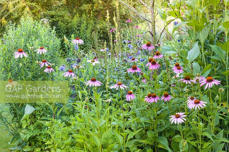 Echinacea purpureas in a herbaceous border at Bluebell Cottage Gardens, Dutton, Cheshire.