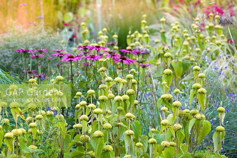 Herbaceous borders at Bluebell Cottage Gardens, Dutton, Cheshire. Planting includes Phlomis russeliana and Echinacea purpurea