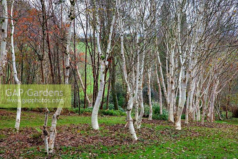 Stand of Himalayan Birch trees - Betula at Stone Lane Garden, Chagford, Devon, England