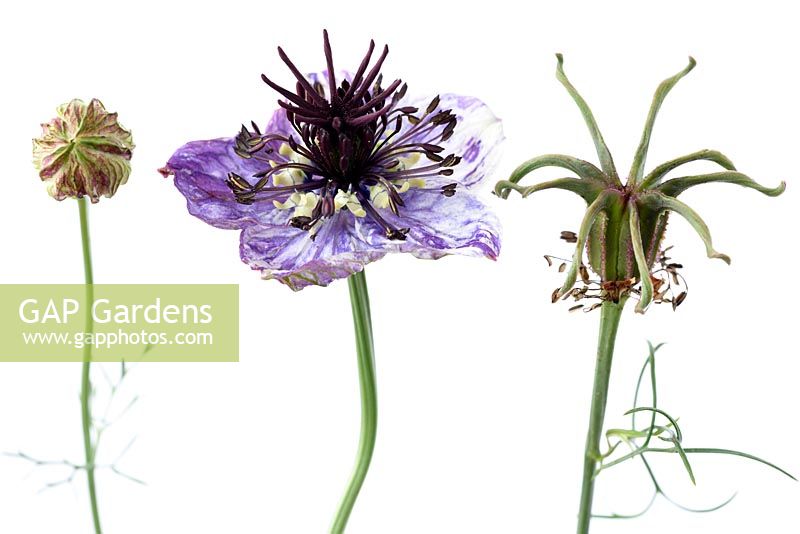 Nigella papillosa  'Delft Blue'  Love-in-a-mist  Bud flower and seedhead  