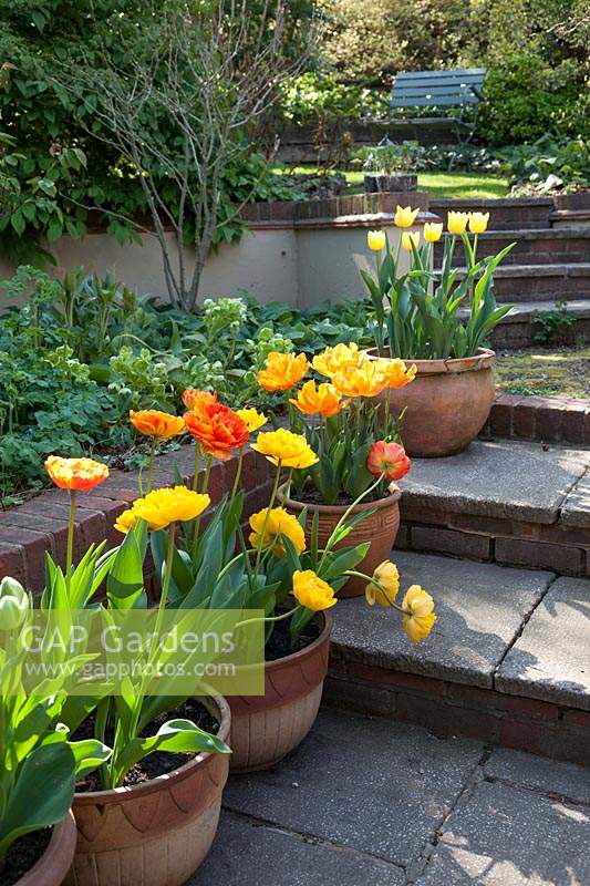 Mixed yellow and orange tulips, planted in pots, shot against the light.  Tulipa 'Sunlover'. T. 'Yellow Pomponette' and yellow T. 'Friendship'.