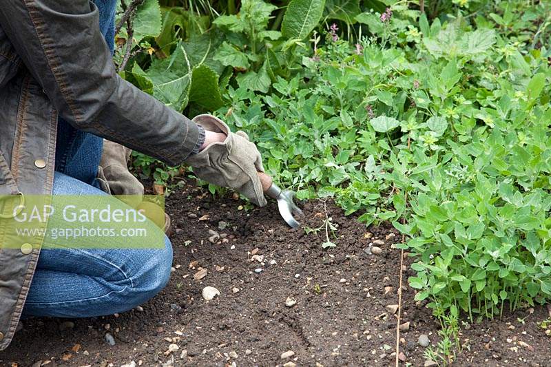 Using a hand fork to weed a vegetable patch in the traditional way