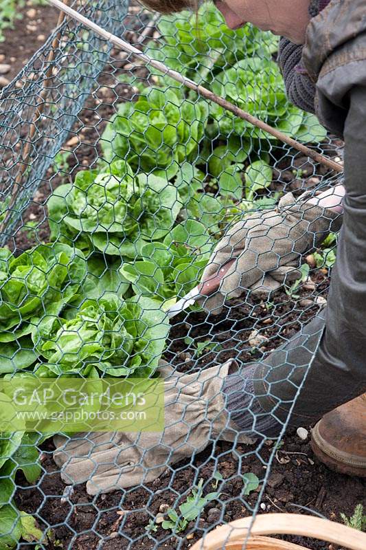 Lady cutting lettuce grown under wire cage, rabbit protection.  Lettuce ' Little Gem'.
