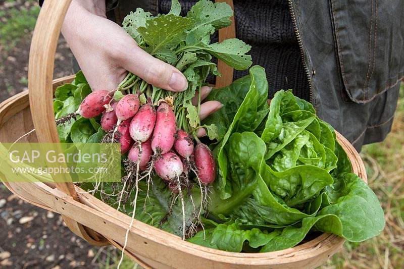 Fresh vegetables in trug, Radish 'French Breakfast' and Lettuce 'Little Gem'