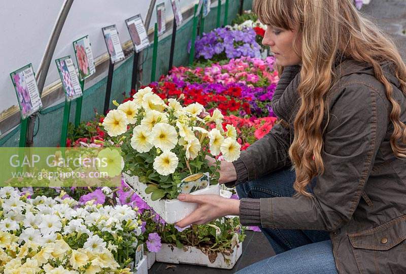 Woman buying bedding plants in Garden Centre, yellow petunias, Perry's Garden Centre, Broxted, Essex.