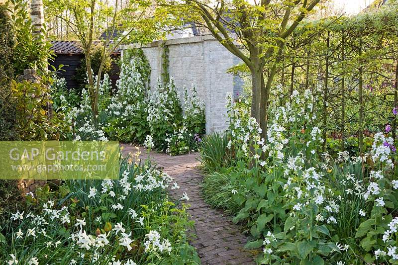 White themed spring borders with a path leading through. Planting includes Dicentra spectabilis Alba.