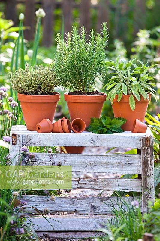 Display of potted herbs on a crate. Rosemary, thyme and sage.
