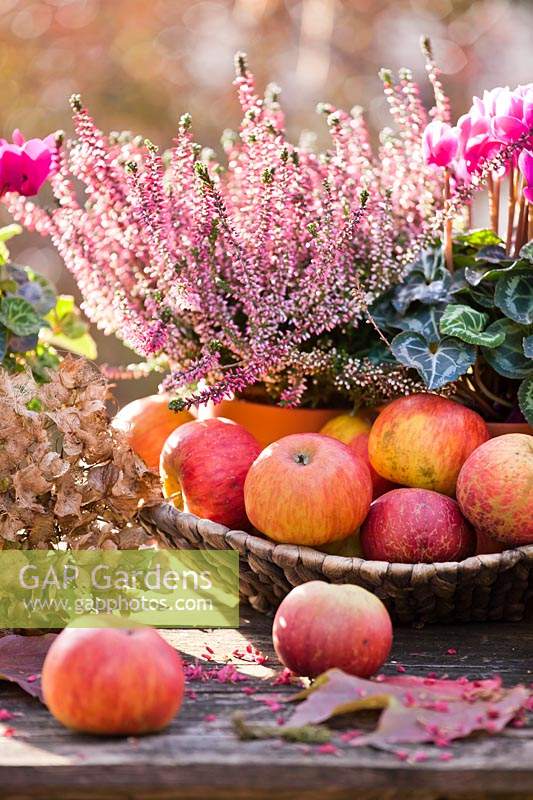 Autumn arrangement on table with Cyclamen persicum, Calluna vulgaris, apples and dried hydrangea flower.