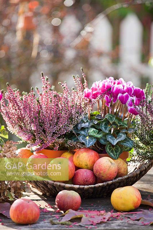Autumn arrangement on table with Cyclamen persicum, Calluna vulgaris and apples.