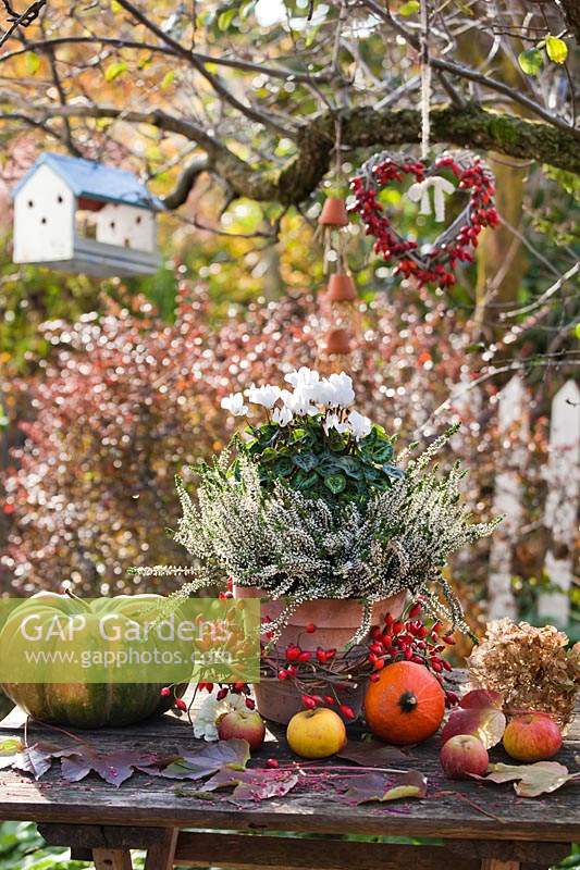 Autumn display with Cyclamen persicum, Calluna vulgaris, rosehip wreath and apples.