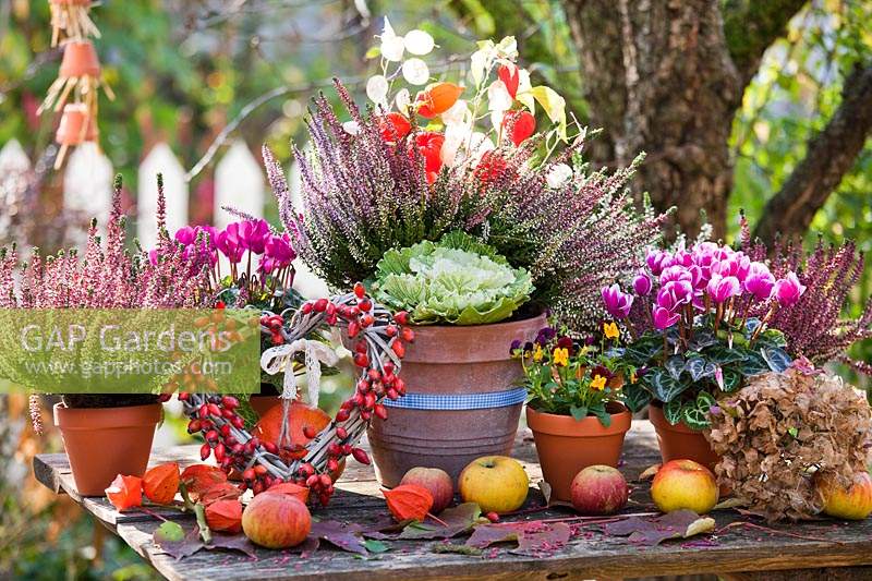 Autumn display with Cyclamen persicum, Calluna vulgaris, violas, rosehip wreath and apples.