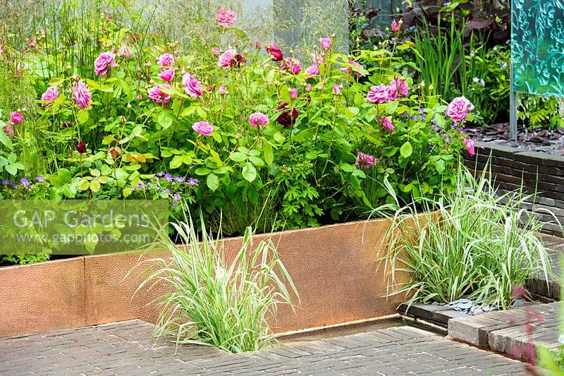 Rosa 'Gertrude Jekyll' and Rosa 'Munstead wood' in copper raised bed by the water feature and Phalaris arundinacea var picta. The Silent Pool Gin Garden. Sponsor: Silent Pool Gin, RHS Chelsea Flower Show 2019.