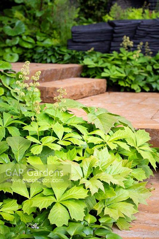 The M and G Garden. Rodgersia podophylla by the staircase of ironstone platforms. Sponsor: M and G, RHS Chelsea Flower Show 2019.