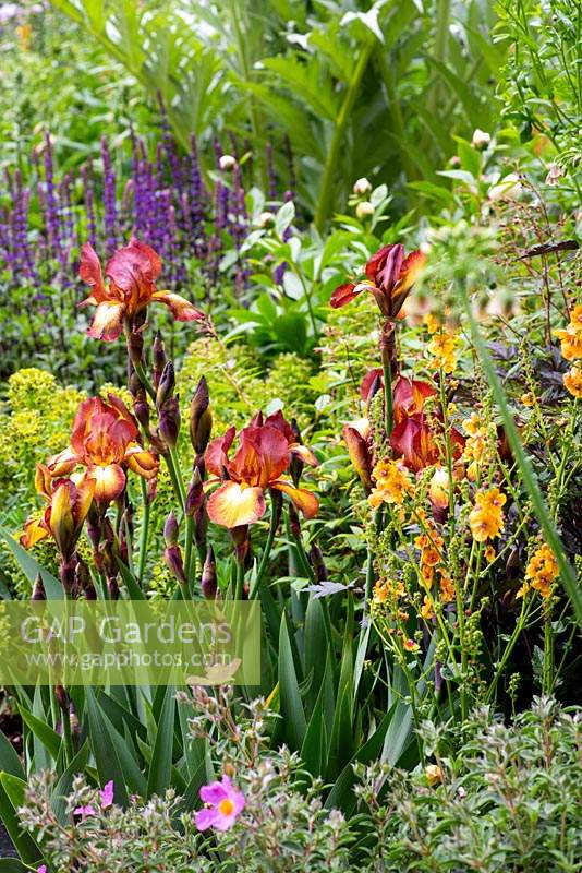 Flower bed with Iris 'Kent Pride', Verbascum 'Clementine' - mullein,  Euphorbia. The Morgan Stanley Garden. RHS Chelsea Flower Show 2019, Gold medal winner