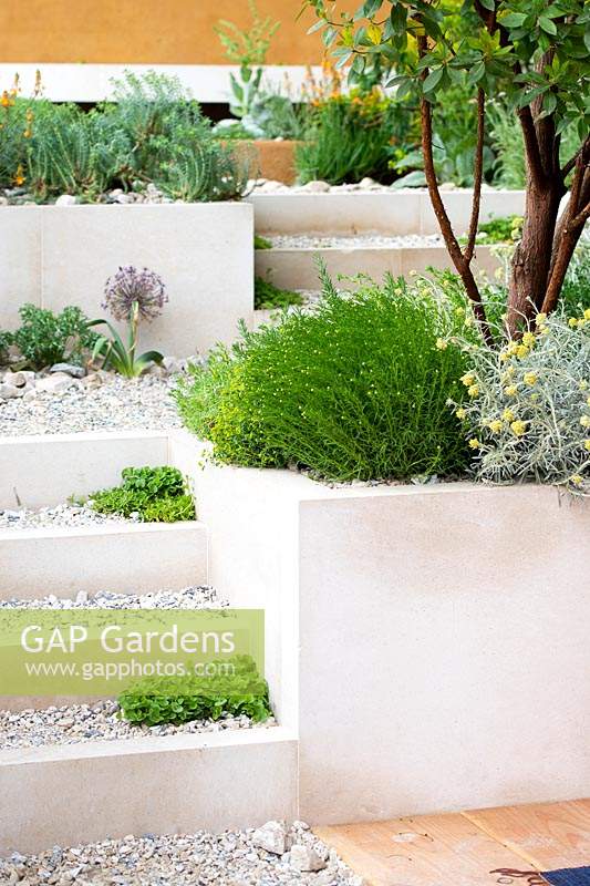 Raised beds and staircase in split level garden with Mediterranean planting. The Dubai Majlis Garden 
RHS Chelsea Flower Show 2019