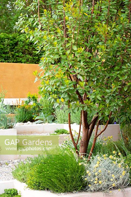 Arbutus â€” andrachnoides AGM and Helichrysum italicum in split level garden. The Dubai Majlis Garden 
RHS Chelsea Flower Show 2019