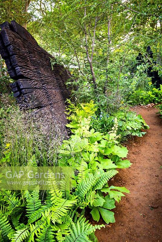 The path in woodland garden with amongst Rodgersia podophylla, ferns Dryopteris cycadina and burnt oak timber. The M and G Garden. 
RHS Chelsea Flower Show 2019 Gold medal winner, Best Show Garden 
