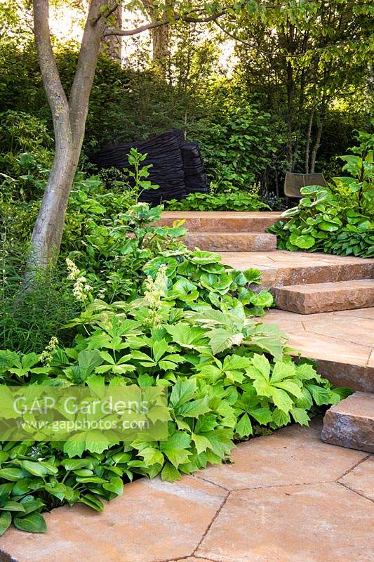 The M and G Garden. Carpinus betulus underplanted with Rodgersia podophylla and Hosta 'Devon green' and Farfugium giganteum by the path and the staircase of ironstone platforms. Sponsor: M and G, RHS Chelsea Flower Show 2019. Gold medal winner, Best Show Garden 