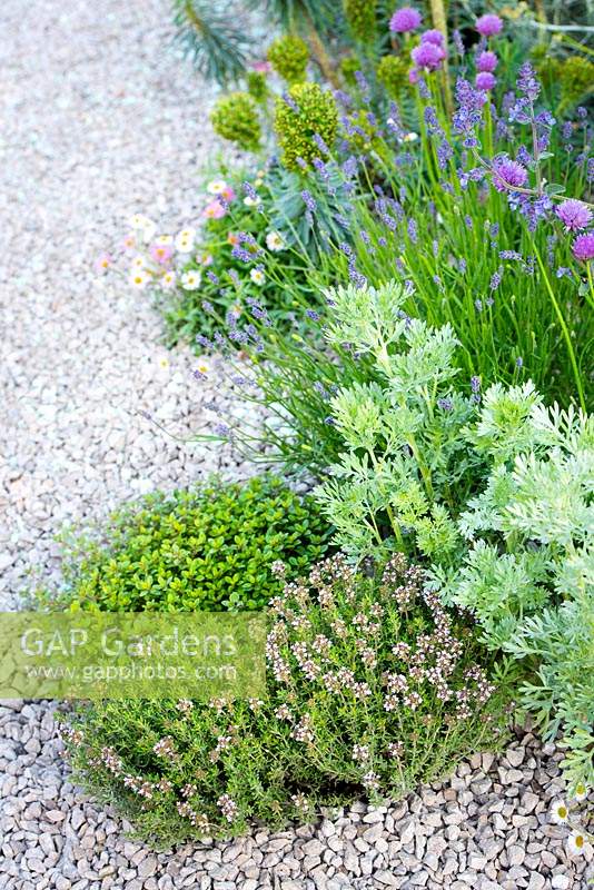 Border with Artemisia 'Powis Castle'- wormwood and ground covering planting including Thymus officinalis - pink flowers and Thymus citriodorus. The Harmonious Garden of Life  
RHS Chelsea Flower Show 2019