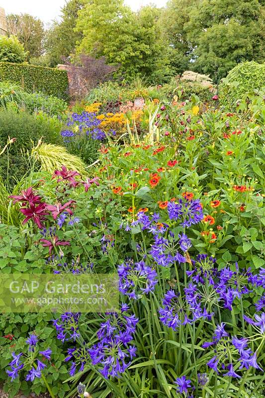 The Lanhydrock Garden, Wollerton Old Hall Garden, Shropshire, UK  View of mixed perennial border with hot colours,  Planting includes: lilies, Agapanthus and Heleniums