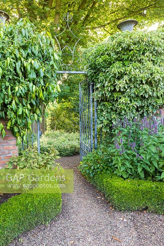 A wrought iron gate leads into the Croft Garden from The Lanhydrock Garden at Wollerton Old Hall Garden, near Market Drayton, Shropshire, UK 