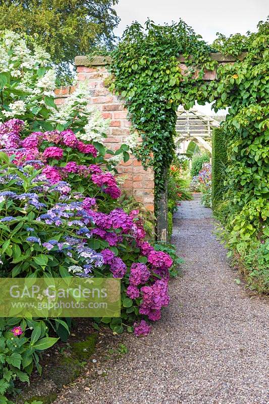 The semi-formal Croft Garden at Wollerton Old Hall Garden, near Market Drayton, Shropshire. Planting includes both Hydrangea macrophylla and Hydrangea paniculata, with the brick gateway covered with Hydrangea petiolaris.