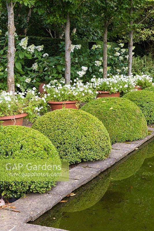 The Upper Rill Garden at Wollerton Old Hall Garden, near Market Drayton, Shropshire, UK: fastigate hornbeam Carpinus 'Frans Fontanine' and white Petunias in pots