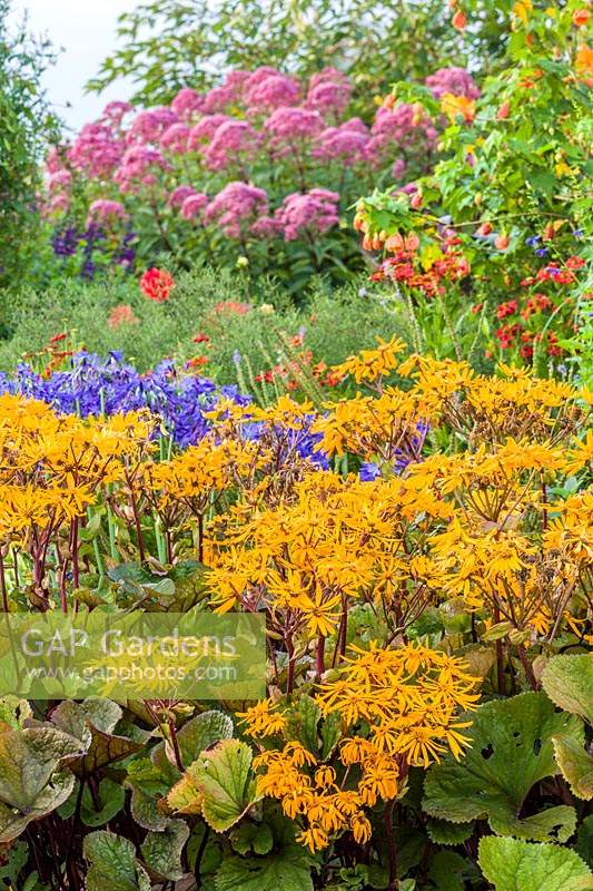 The Lanhydrock Garden, noted for its hot colours, at Wollerton Old Hall Garden, near Market Drayton, Shropshire. Planting includes: Eupatorium, Ligularia and Agapanthus.