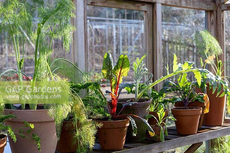 Autumn greenhouse, with overwintering vegetables in pots
