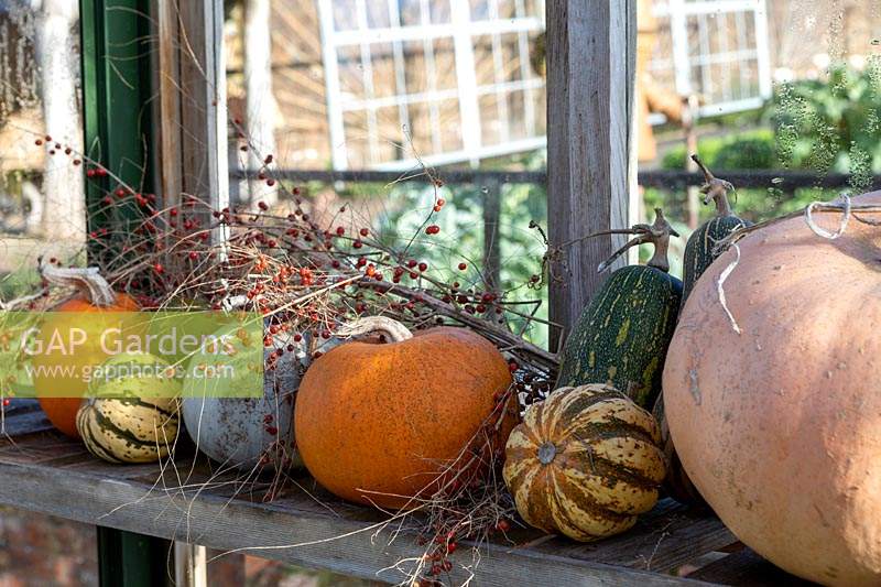 Autumn greenhouse, with squashes and pumpkins