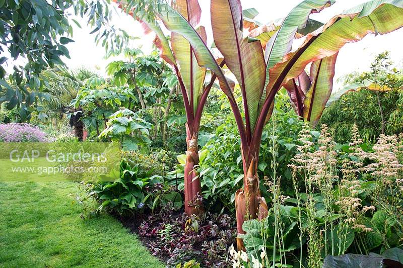 The Exotic Garden at Abbeywood Gardens. Planting includes Ensete ventricosum 'Maurelii'  Paulownia tomentosa and Tetrapanax papyrifera.