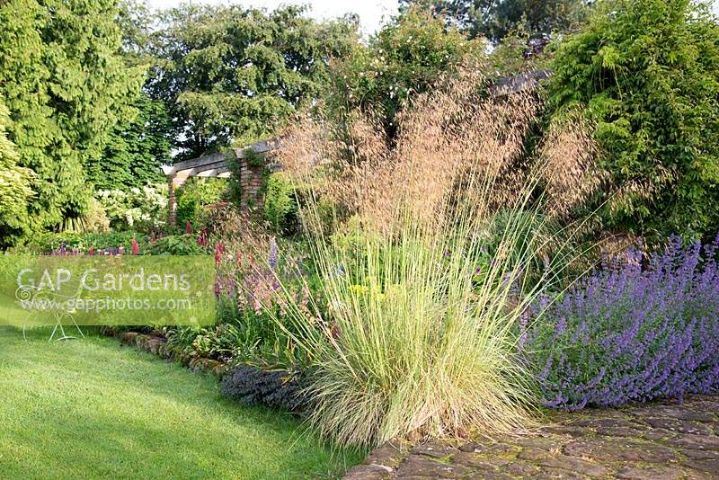 Borders with Nepeta 'Six Hills Giant' and Stipa gigantea Lupinus 'My Castle' at Abbeywood Gardens, Cheshire.